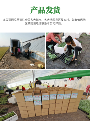 美都西瓜苗 品相好 基地直发各类西瓜苗 嫁接苗 欢迎选购向荣苗业