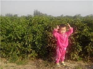 山东哪里有卖紫薇,山东哪里有卖紫薇价格,山东哪里有卖紫薇厂家-中科商务网-盛世苗业