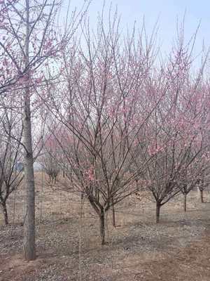 天壤苗业出售梅花 落叶小乔木 小区绿化 树形优美 风景树 现挖现卖