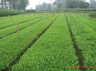 【福鼎大白茶苗+2017福鼎大白茶树苗】价格_厂家_图片 -