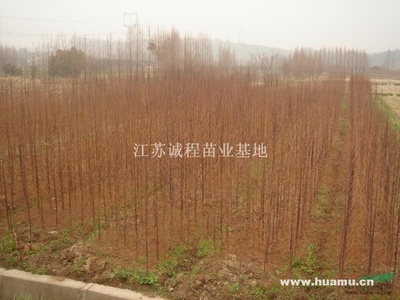 【江苏水杉500亩基地供应|杨树苗,紫薇。海棠江苏诚程苗业基地商铺