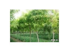 庆云雪松苗业专供大规格白蜡国槐合欢法桐臭椿等|乔灌木|绿化苗木|供应信息|597苗木网