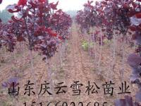 市中-越河街道来鹤小区13号楼3室1厅1卫1450元-济宁市中房屋出租