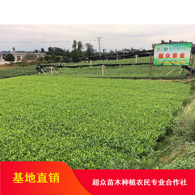 超众苗木20-40公分高一年生育芽能力强梅占茶苗_重庆成活率高乌龙茶苗基地直销