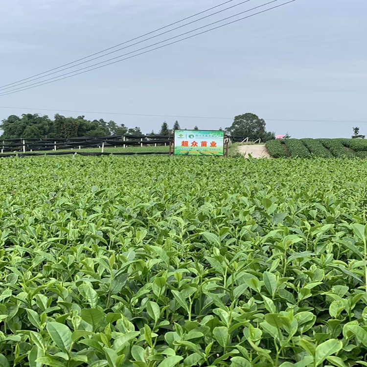 蒙山9号茶苗,四川大叶种茶苗
