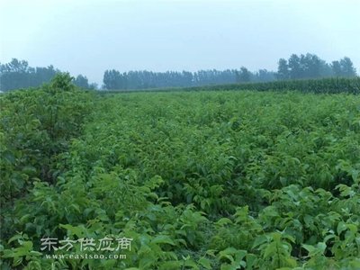 九州苗业 核桃苗木报价-核桃苗木