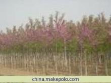 【河北香花槐 唐山香花槐 香花槐基地 香花槐供应商依岭苗业】价格,厂家,图片,乔木,河北依岭农业生态开发公司-