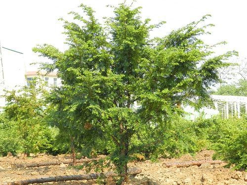 东北红豆杉 - ry-01 - 润亿珍稀苗业 (中国 辽.