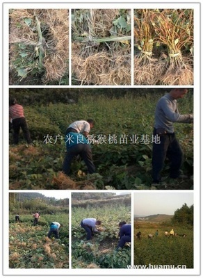 农户米良猕猴桃苗业基地供求列表_第1页