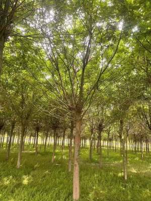 25公分行道皂角树 庭荫绿化皂荚树 苗圃嫁接苗木 天壤苗业