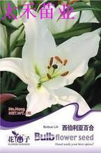 【百合球茎】最新最全百合球茎 产品参考信息
