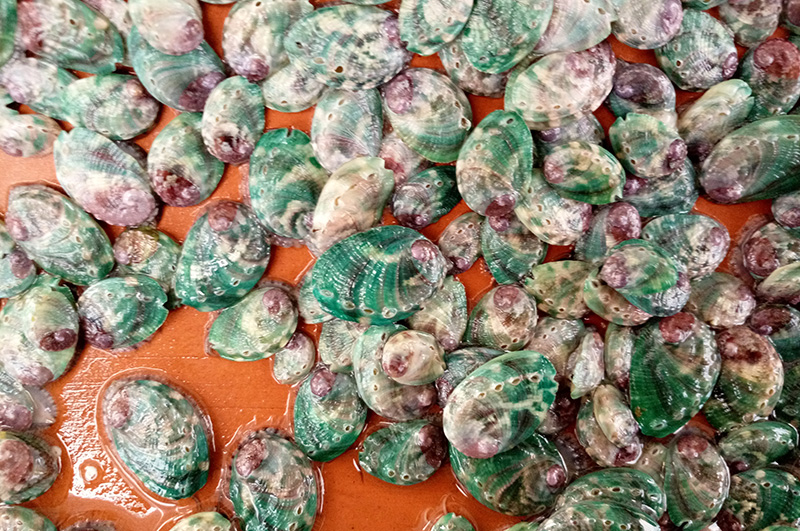 鲍鱼苗_产品中心_烟台海益苗业