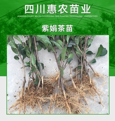 紫娟茶苗图片