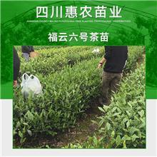 福云6号茶苗龙井茶苗厂家,福云6号茶苗龙井茶苗公司,福云6号茶苗龙井茶苗供应商