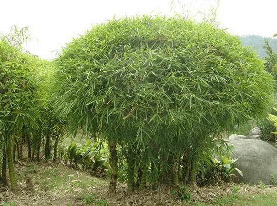 盆栽佛肚竹的繁殖方法_种子育苗_园艺_苗业网
