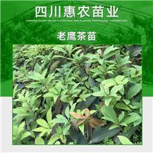 供应绵阳红叶樱花树苗