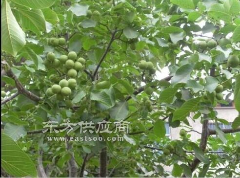 浚县原生核桃苗 九州苗业 在线咨询 原生核桃苗图片