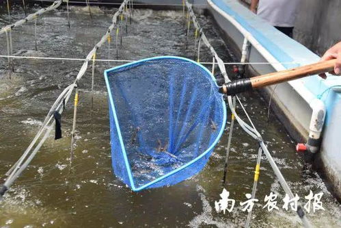 老苗企进军工厂化养虾,激活湛江虾苗业 兵工厂 ,连续10年稳定销售虾苗60亿尾 年