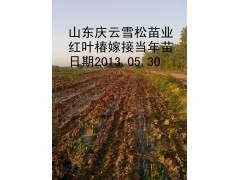 哪里红叶椿价格最合算庆云雪松苗业告诉您 )|乔灌木|绿化苗木|供应信息|597苗木网