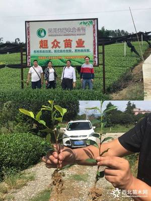 重庆酉阳茶苗/黔江茶苗/石柱茶叶苗/重庆万州茶苗价格