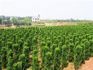 山东那里有春艳桃树苗,山东那里有春艳桃树苗价格,山东那里有春艳桃树苗厂家-中科商务网-盛世苗业