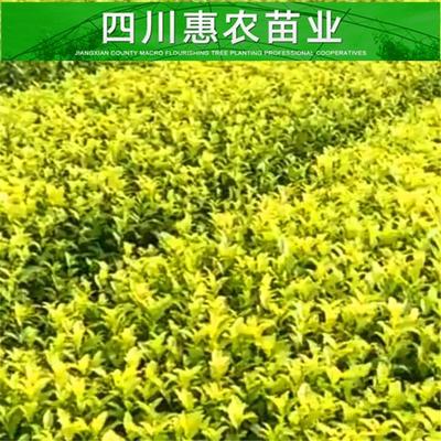 惠农苗木极白茶苗-惠农苗木品种齐全