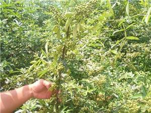 山东哪里有卖桃树苗? ,山东哪里有卖桃树苗? 价格,山东哪里有卖桃树苗? 厂家-中科商务网-盛世苗业