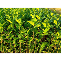 贵州茶苗四川茶苗湖北茶苗湖南茶苗_四川省雅安市名山区香惠苗业种植合作社