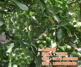 核桃苗,九州苗业,核桃苗繁殖