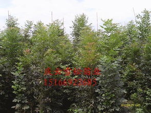 庆云 雪松苗业供应专供 大规格白腊 国槐 速