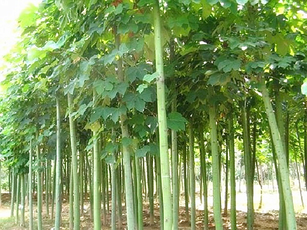 梧桐_植物百科_百科_苗业网