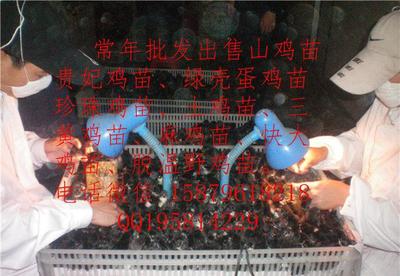 【共青城-野鸡苗-土鸡苗-野鸭苗-快大型鸡苗-绿壳蛋鸡苗-】价格_厂家_图片 -
