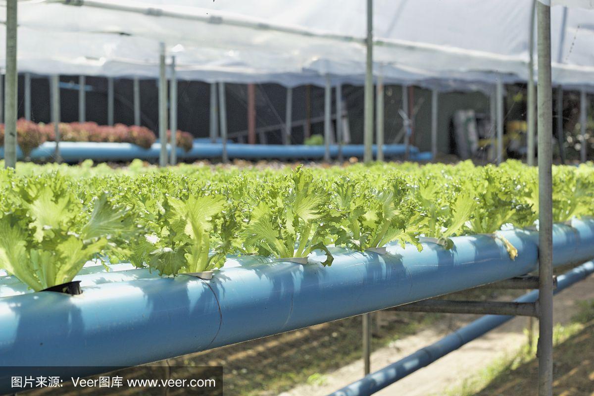 绿树新鲜苗种植场的橡树或红色素生菜有机农场产品和种植业田间收获绿" href="https://www.veer.com/photo/167137877?utm_source=baidu&utm_medium=imagesearch&chid=902