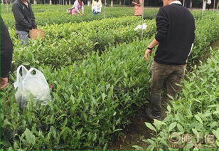 雅安市名山区惠农苗木种植农民专业合作社 热卖促销 阿土伯网