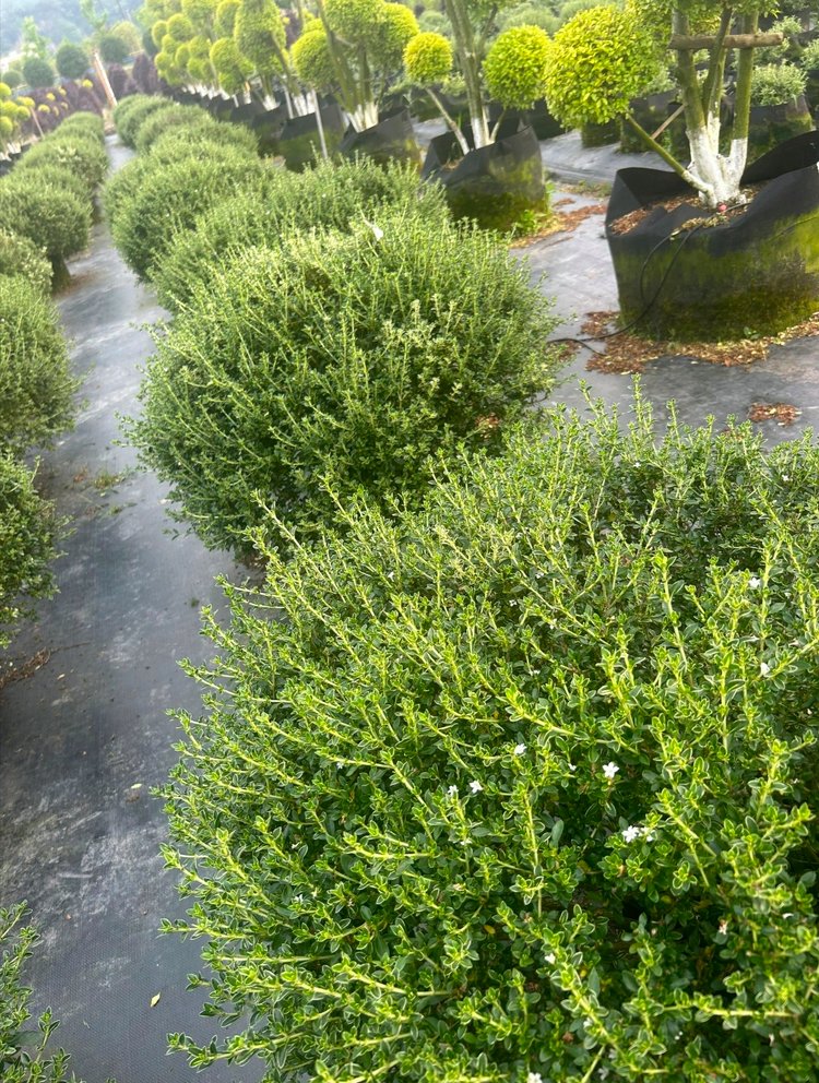 六月雪 园林庭院绿化观赏花卉 规格全 花量大 天壤苗业
