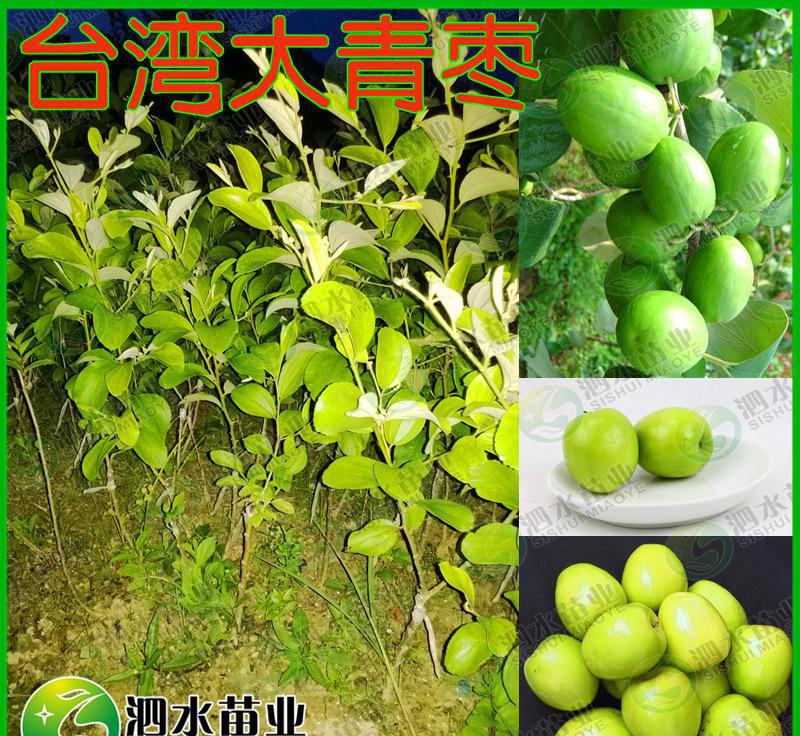 台湾青枣种苗 蜜丝枣树苗 台南蜜枣嫁接苗 泗水苗业果苗批发