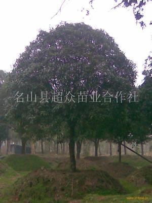 四川10公分精品桂花树低价批发 (雅安市 )-