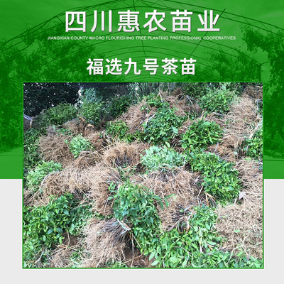 雅安市老鹰|老鹰供应商| 用于农业种植的批发出售老鹰茶苗价格优惠,老鹰茶苗种植地_一呼百应网