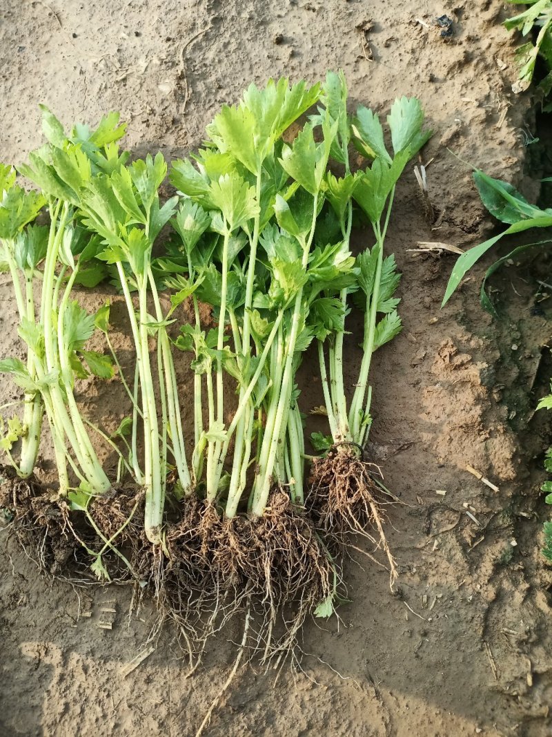 [芹菜苗批发]山东济南商河县芹菜苗 0.03元/棵雨嘉苗业现有三 _ 一亩
