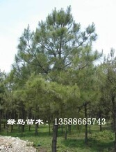 金华市绿健红豆杉资源开发