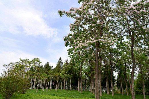 河南梓树种植基地-洛阳金楸苗业发展