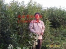 山东庆云雪松苗业东红欧洲白蜡供应商|绿化小苗|绿化苗木|供应信息|597苗木网