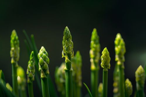 绿色健康新选择 芦笋的视觉诱惑与营养价值