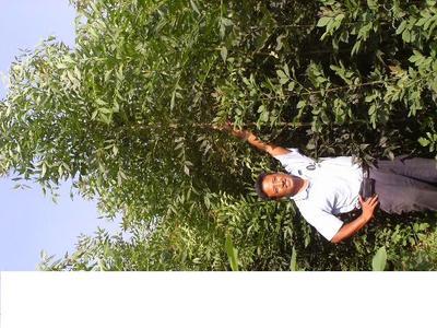 东红欧洲白蜡小苗及闷子供应——庆云雪松苗业专注优质苗木