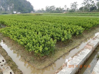 优质柑橘果树苗批发——泗水苗业为您提供多样选择