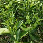 水果苗业 绿色农业的新兴增长点