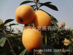 嫁接台湾超大果甜枇杷树苗 湖南优质果树苗批发指南