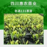 四川名山名选131茶苗业 优质茶种的培育与产业发展