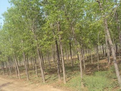 专业供应优质欧洲白蜡——东红欧洲白蜡小苗及半成品全解析