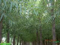 诚程苗业 优质柳树苗的可靠供应商